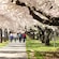 Guests walking along a path lined with blooming cherry blossom trees in a park